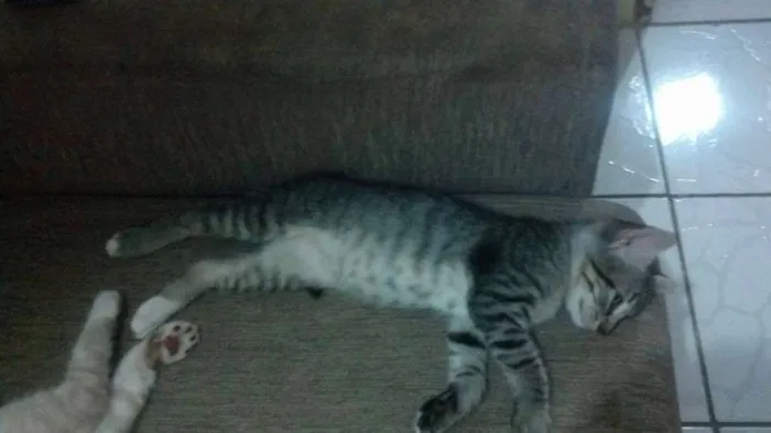 Gato raça de rua  idade 2 a 6 meses nome Bart