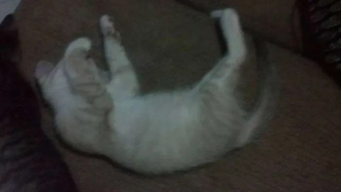 Gato raça de rua  idade 2 a 6 meses nome Bart