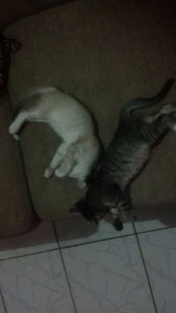 Gato raça de rua  idade 2 a 6 meses nome Bart