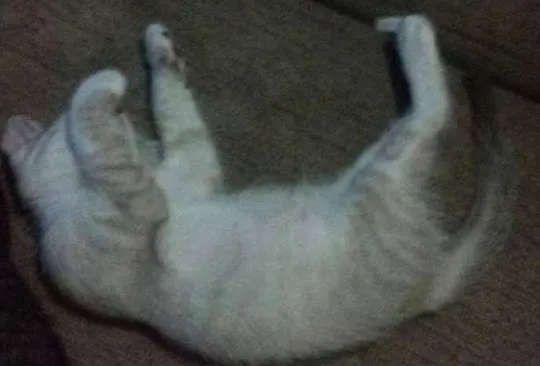 Gato raça de rua  idade 2 a 6 meses nome Bart