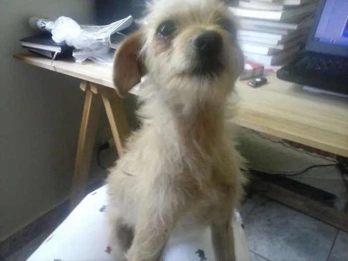 Cachorro ra a não sei idade 2 a 6 meses nome sem nome