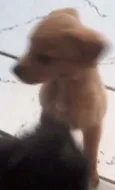 não tem