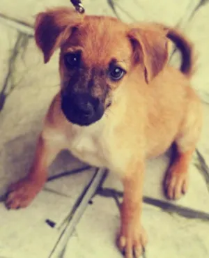 Cachorro raça indefinida idade 2 a 6 meses nome canela