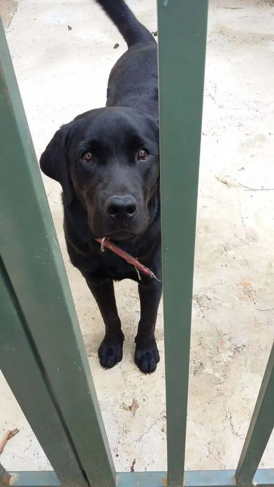 Cachorro raça Labrador idade 7 a 11 meses nome Bolt