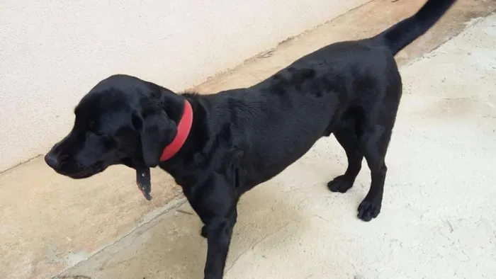 Cachorro raça Labrador idade 7 a 11 meses nome Bolt