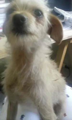 Cachorro raça não sei idade 2 a 6 meses nome sem nome