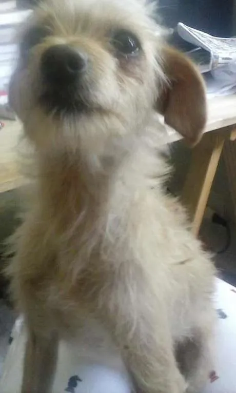 Cachorro ra a não sei idade 2 a 6 meses nome sem nome