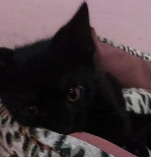 Gato ra a  idade 2 a 6 meses nome adote