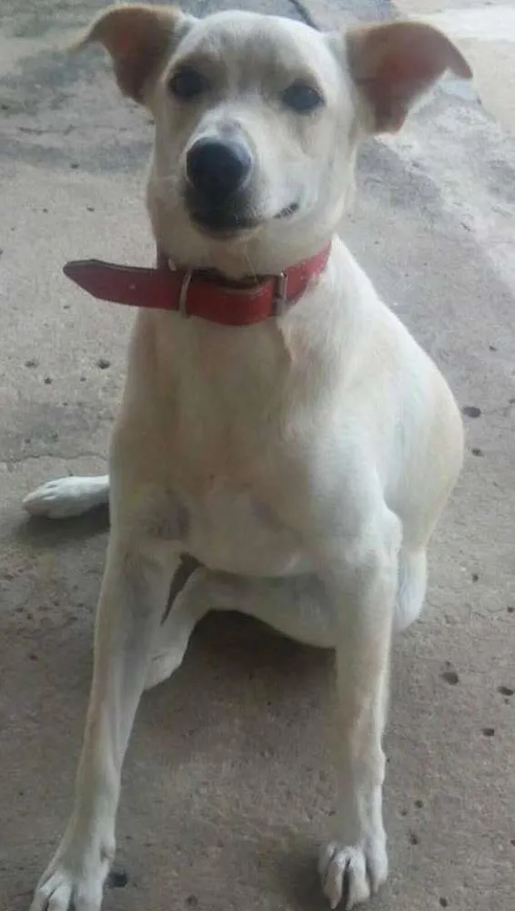 Cachorro ra a SRD idade 1 ano nome Lion