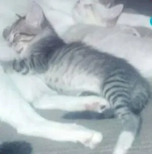 Gato raça de rua  idade 2 a 6 meses nome Bart