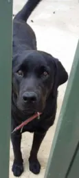 Bolt