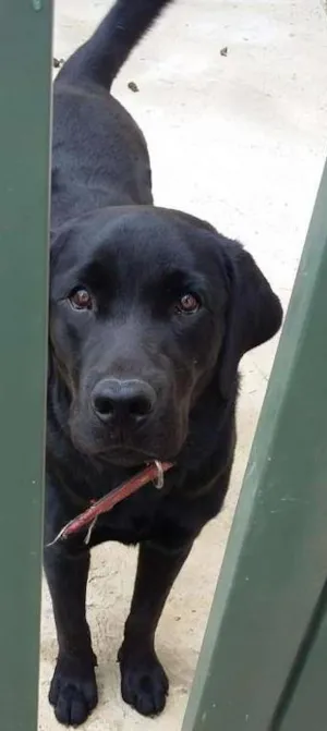 Cachorro raça Labrador idade 7 a 11 meses nome Bolt