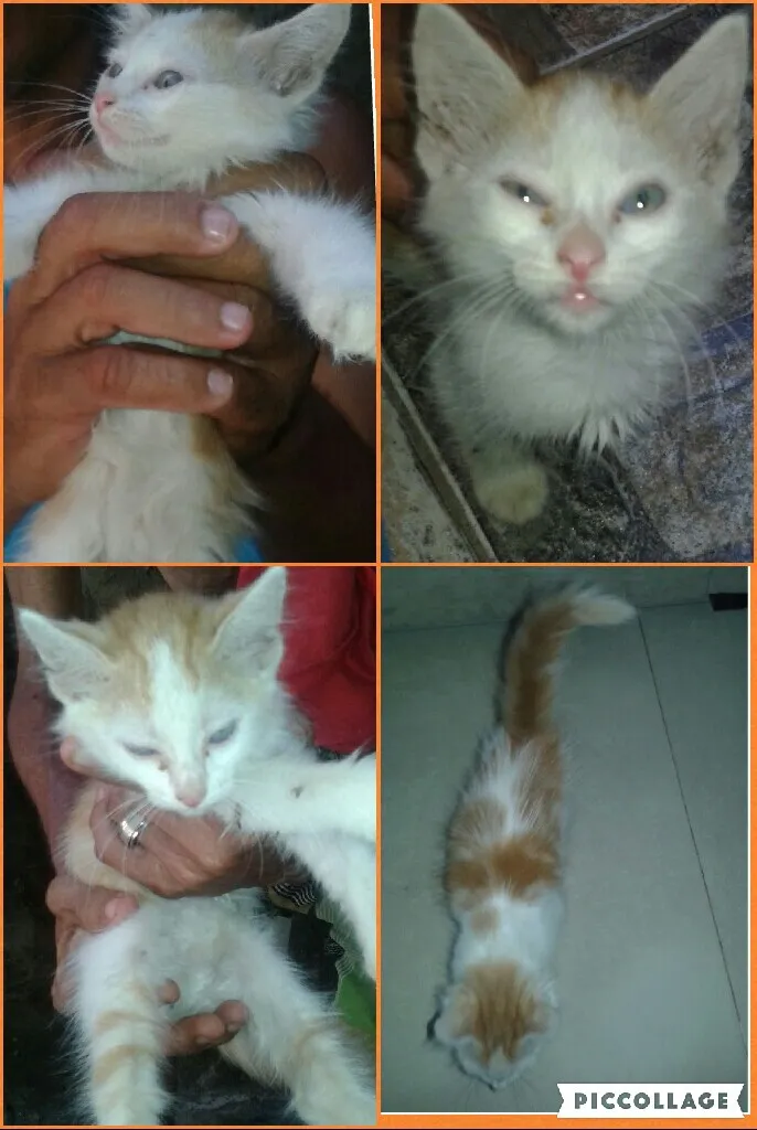 Gato raça  idade  nome Sem nome