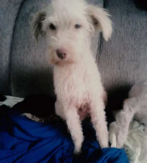 Cachorro raça Mistura de Poodle idade 7 a 11 meses nome A sua escolha