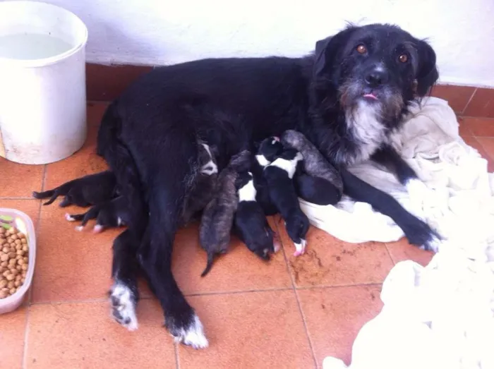 Cachorro ra a Medio Porte  idade Abaixo de 2 meses nome RECEM NASCIDOS
