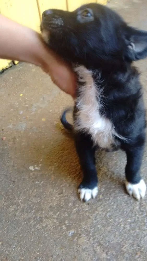 Cachorro ra a Indefinida idade Abaixo de 2 meses nome Sem nomes ainda