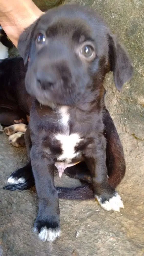 Cachorro ra a Indefinida idade Abaixo de 2 meses nome Sem nomes ainda