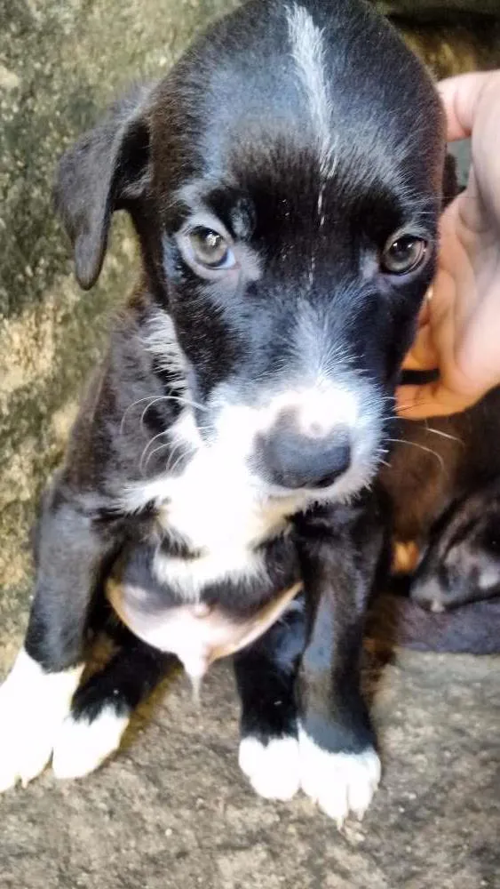 Cachorro ra a Indefinida idade Abaixo de 2 meses nome Sem nomes ainda