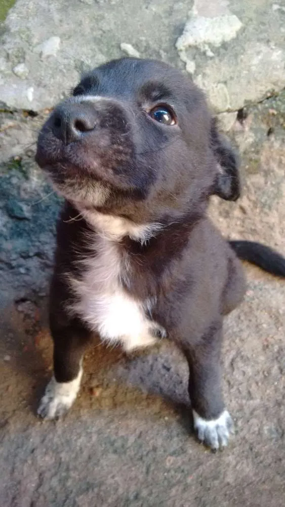 Cachorro ra a Indefinida idade Abaixo de 2 meses nome Sem nomes ainda