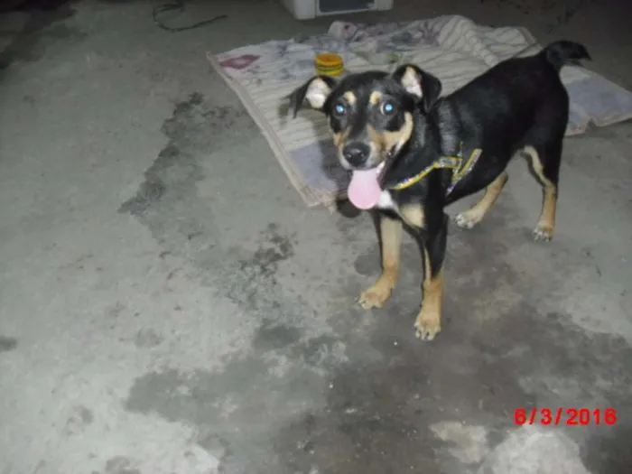Cachorro ra a SRD idade 2 a 6 meses nome MARLON