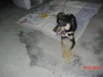 MARLON