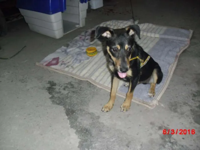 Cachorro ra a SRD idade 2 a 6 meses nome MARLON