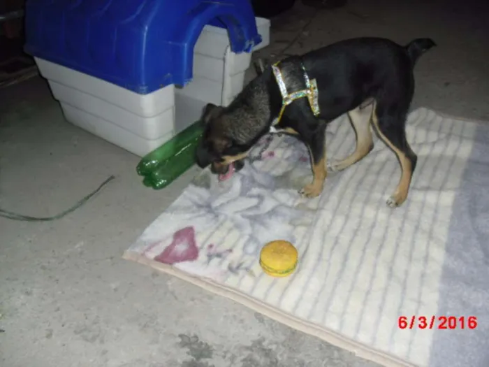 Cachorro ra a SRD idade 2 a 6 meses nome MARLON