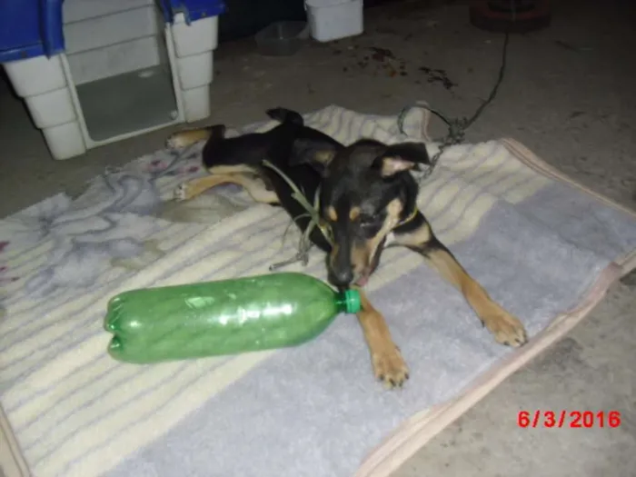 Cachorro ra a SRD idade 2 a 6 meses nome MARLON