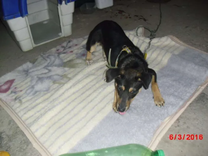 Cachorro ra a SRD idade 2 a 6 meses nome MARLON