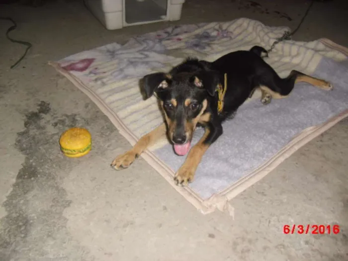 Cachorro ra a SRD idade 2 a 6 meses nome MARLON