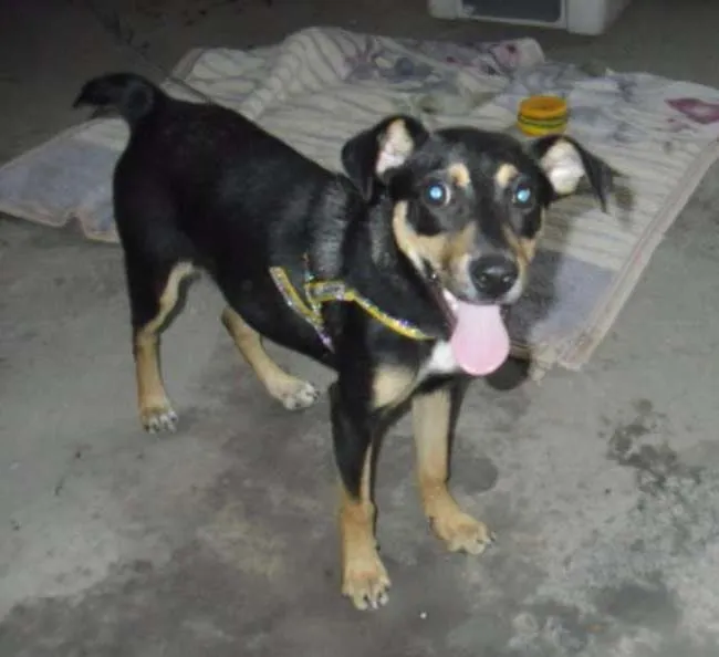 Cachorro ra a SRD idade 2 a 6 meses nome MARLON