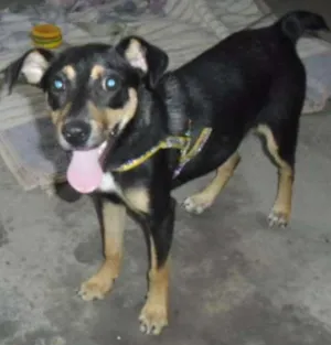Cachorro raça SRD idade 2 a 6 meses nome MARLON
