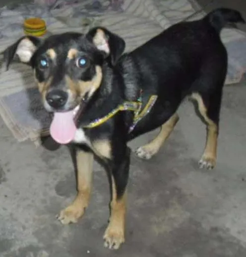 Cachorro ra a SRD idade 2 a 6 meses nome MARLON
