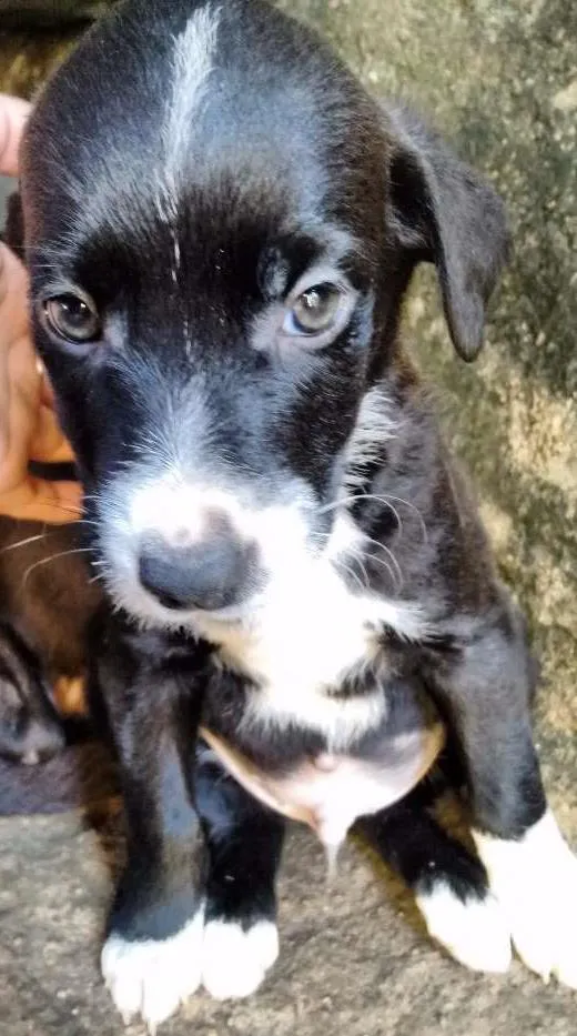 Cachorro ra a Indefinida idade Abaixo de 2 meses nome Sem nomes ainda