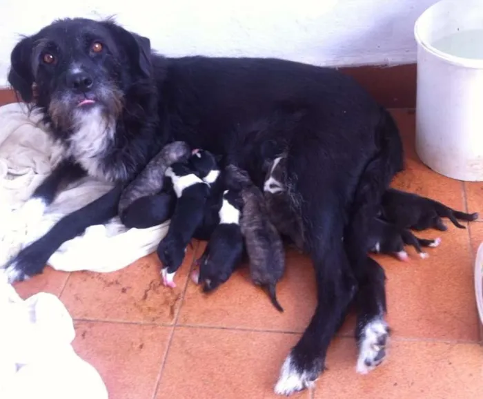 Cachorro ra a Medio Porte  idade Abaixo de 2 meses nome RECEM NASCIDOS