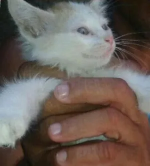 Gato raça  idade  nome Sem nome