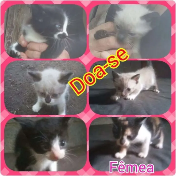 Gato ra a SRD idade 2 a 6 meses nome Filhotes