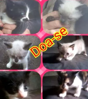 Gato raça SRD idade 2 a 6 meses nome Filhotes