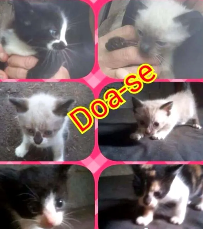Gato ra a SRD idade 2 a 6 meses nome Filhotes