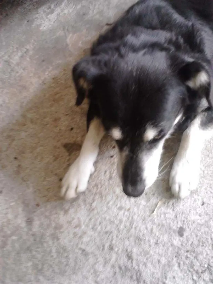 Cachorro ra a mestiço idade 6 ou mais anos nome lobinho