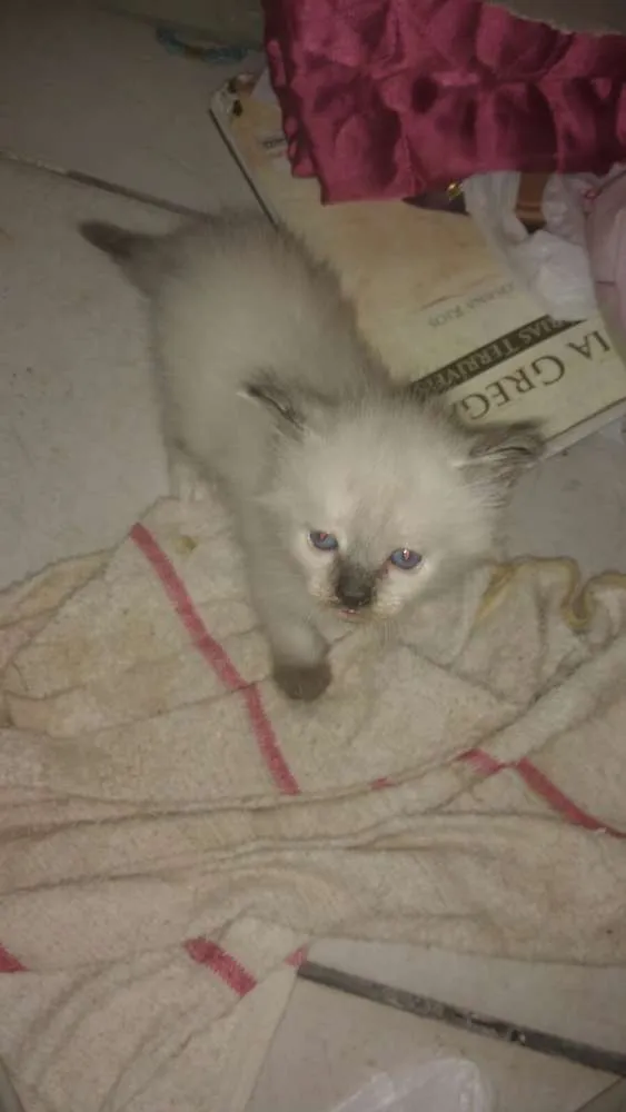 Gato ra a Siamês idade 2 a 6 meses nome Sem nome