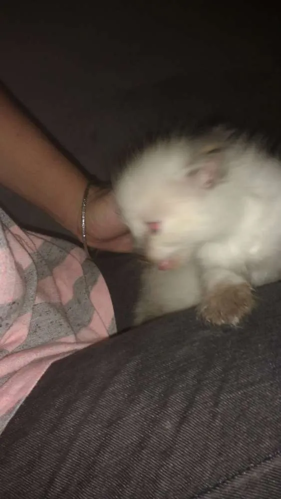 Gato ra a Siamês idade 2 a 6 meses nome Sem nome