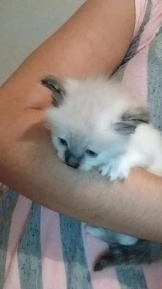 Gato ra a Siamês idade 2 a 6 meses nome Sem nome