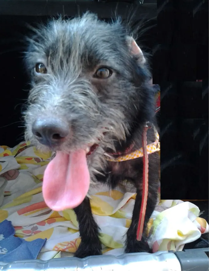 Cachorro ra a SRD idade 7 a 11 meses nome Amora