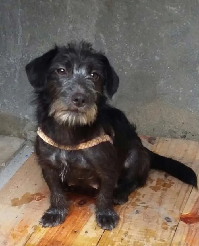 Cachorro ra a SRD idade 7 a 11 meses nome Amora