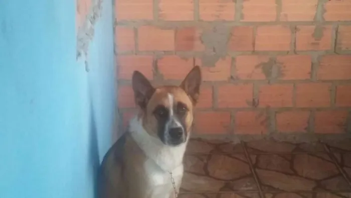 Cachorro ra a mistura castor com labradr idade 1 ano nome bayron