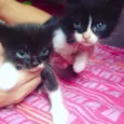 gato 