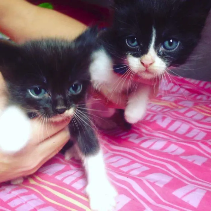 Gato ra a viralata idade Abaixo de 2 meses nome gato 