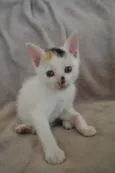 Ursulina