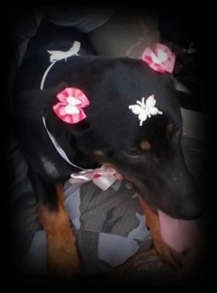 Cachorro ra a SRD idade 2 a 6 meses nome menina